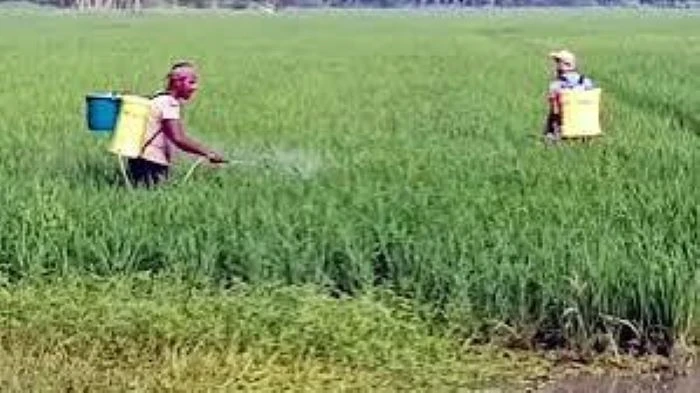 বিশ্ব ঐতিহ্য সুন্দরবনের উপকূল সুরক্ষা ছাড়াই কীটনাশক ছিটাচ্ছেন কৃষক, চোখ-মুখ জ্বালা, কাশি ও শ্বাসকষ্টের ঝুঁকি